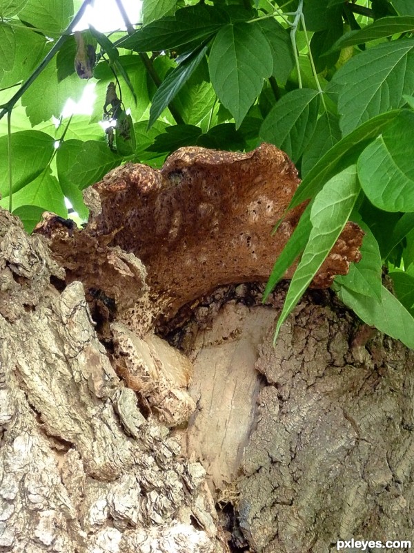 below fungus 